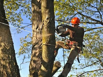 Tree Removal Bundoora | Tree Pruning 